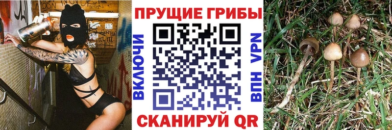 закладка Биробиджан Галлюциногенные грибы ЛСД